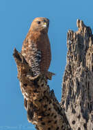 Image of Red-shouldered Hawk