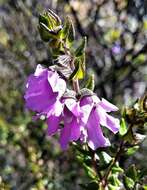 Image of Sparkling Mint-bush