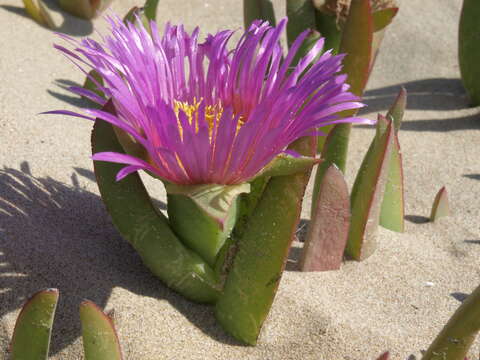 Image of ice plant