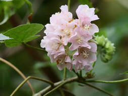 Image of Dombeya