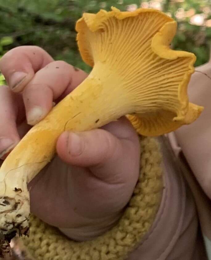 Image of Chanterelle