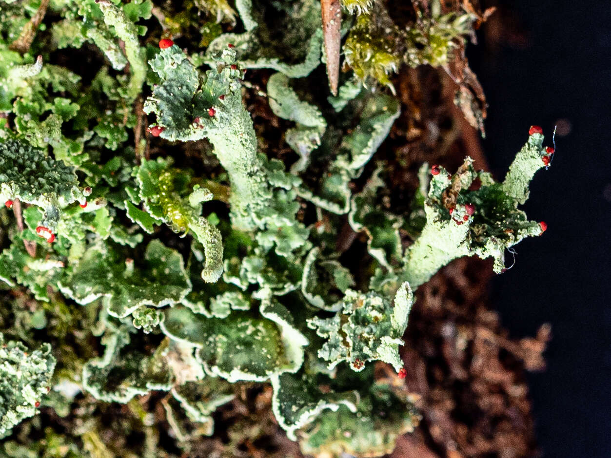 Слика од Cladonia digitata (L.) Hoffm.