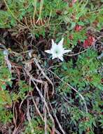 Imagem de Pancratium maritimum L.