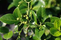 Слика од Euonymus fortunei (Turcz.) Hand.-Mazz.