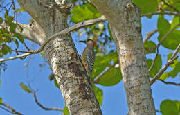 Image of West Indian Woodpecker