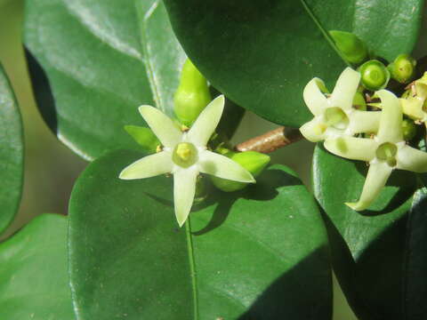 Image of Canthium angustifolium Roxb.