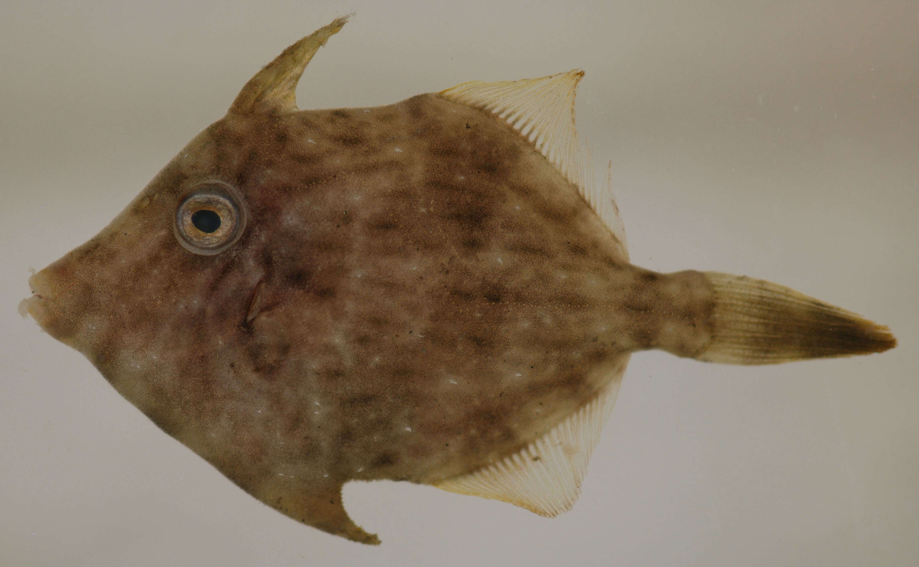 Image of Planehead Filefish