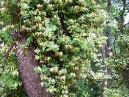 Image of Japanese honeysuckle