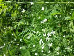 Image of common starwort