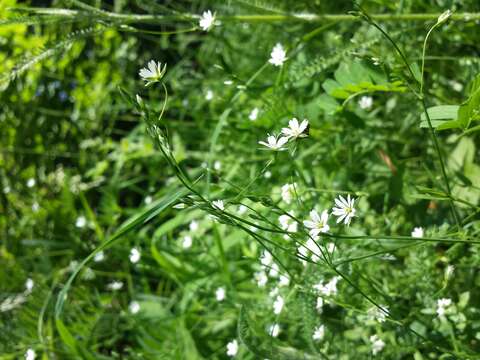 Imagem de Stellaria graminea L.