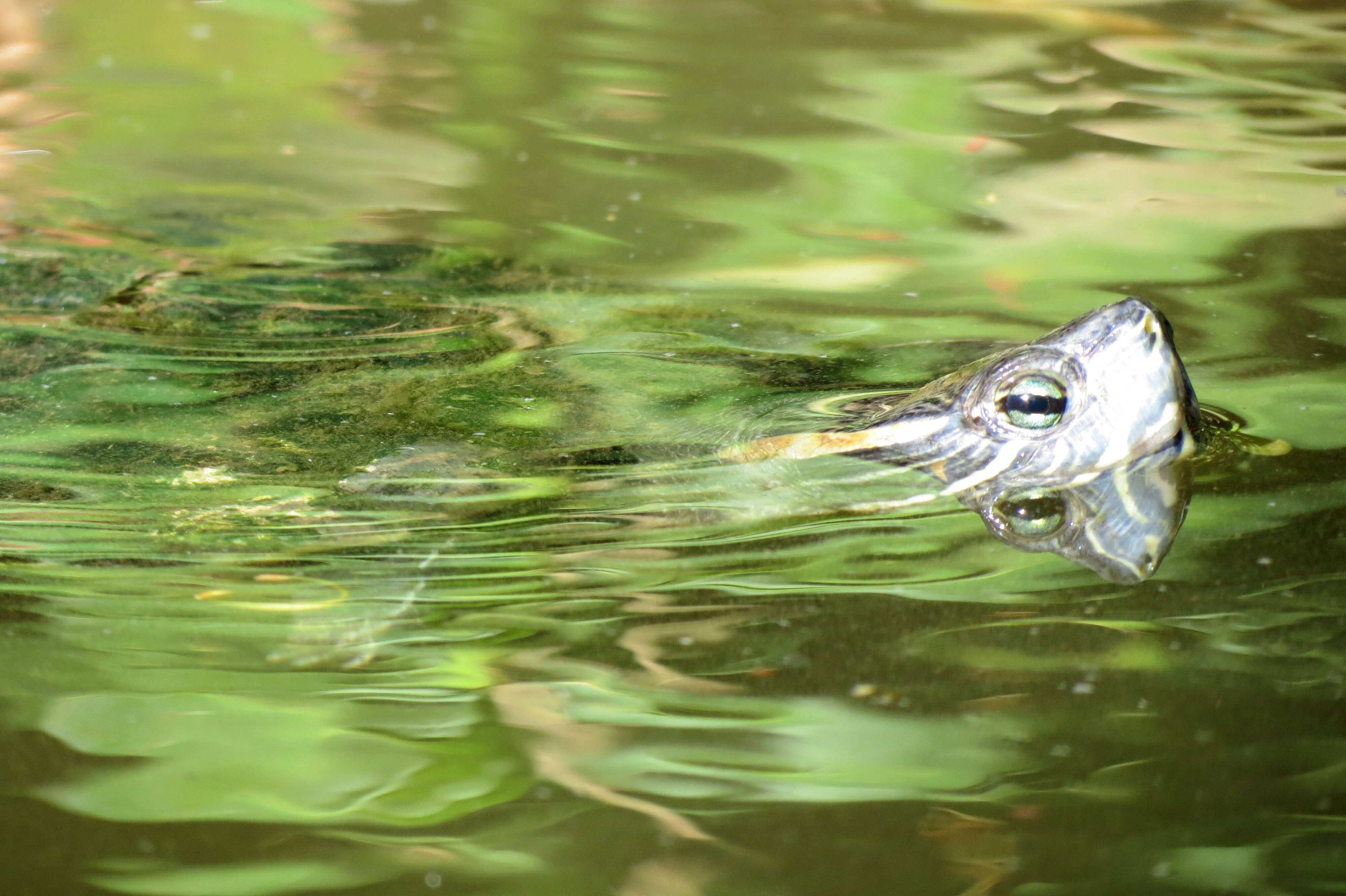 Image of Black-bellied Slider