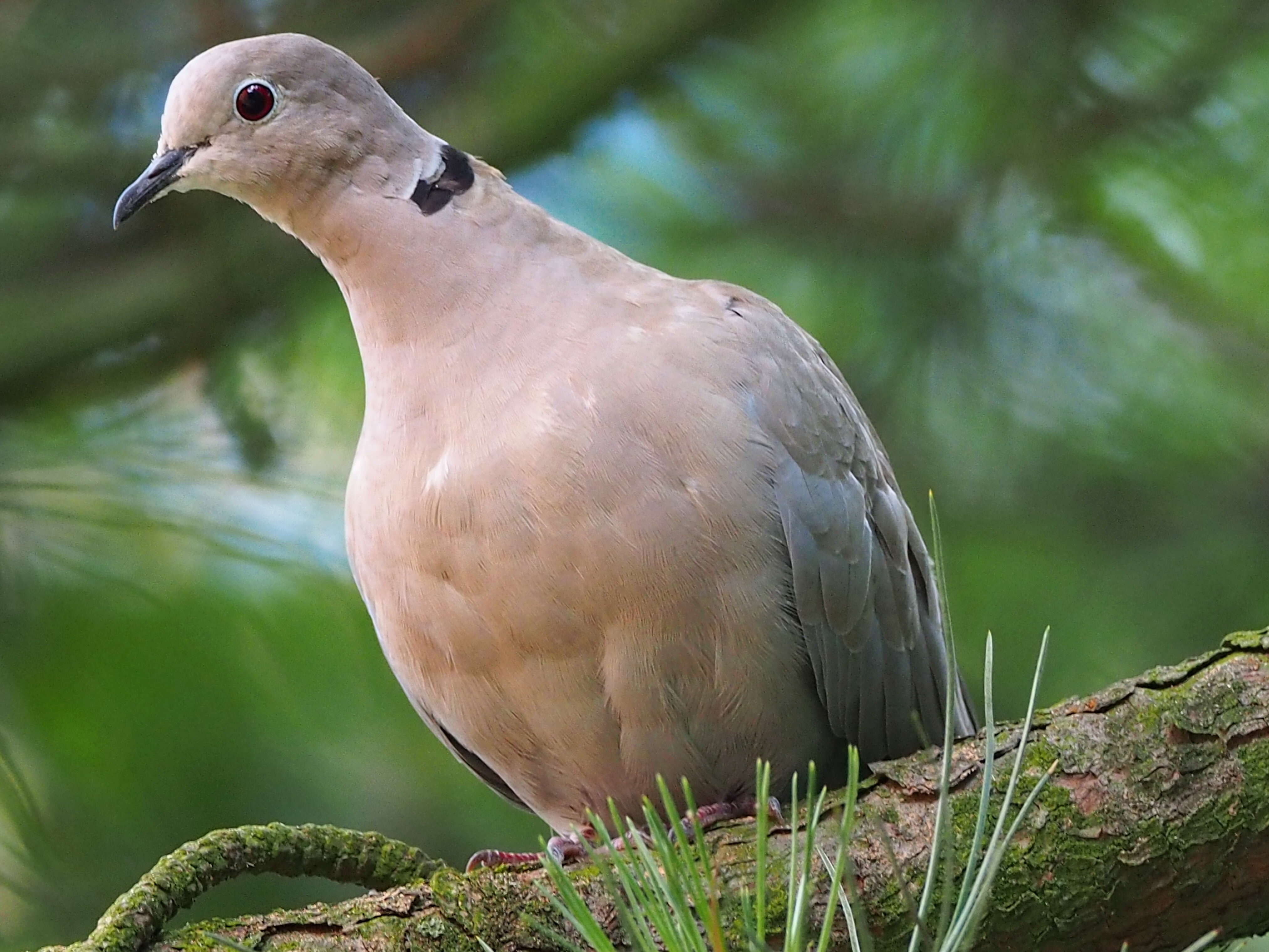 Image of Collared Dove