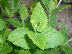 Image of Nepeta subsessilis Maxim.