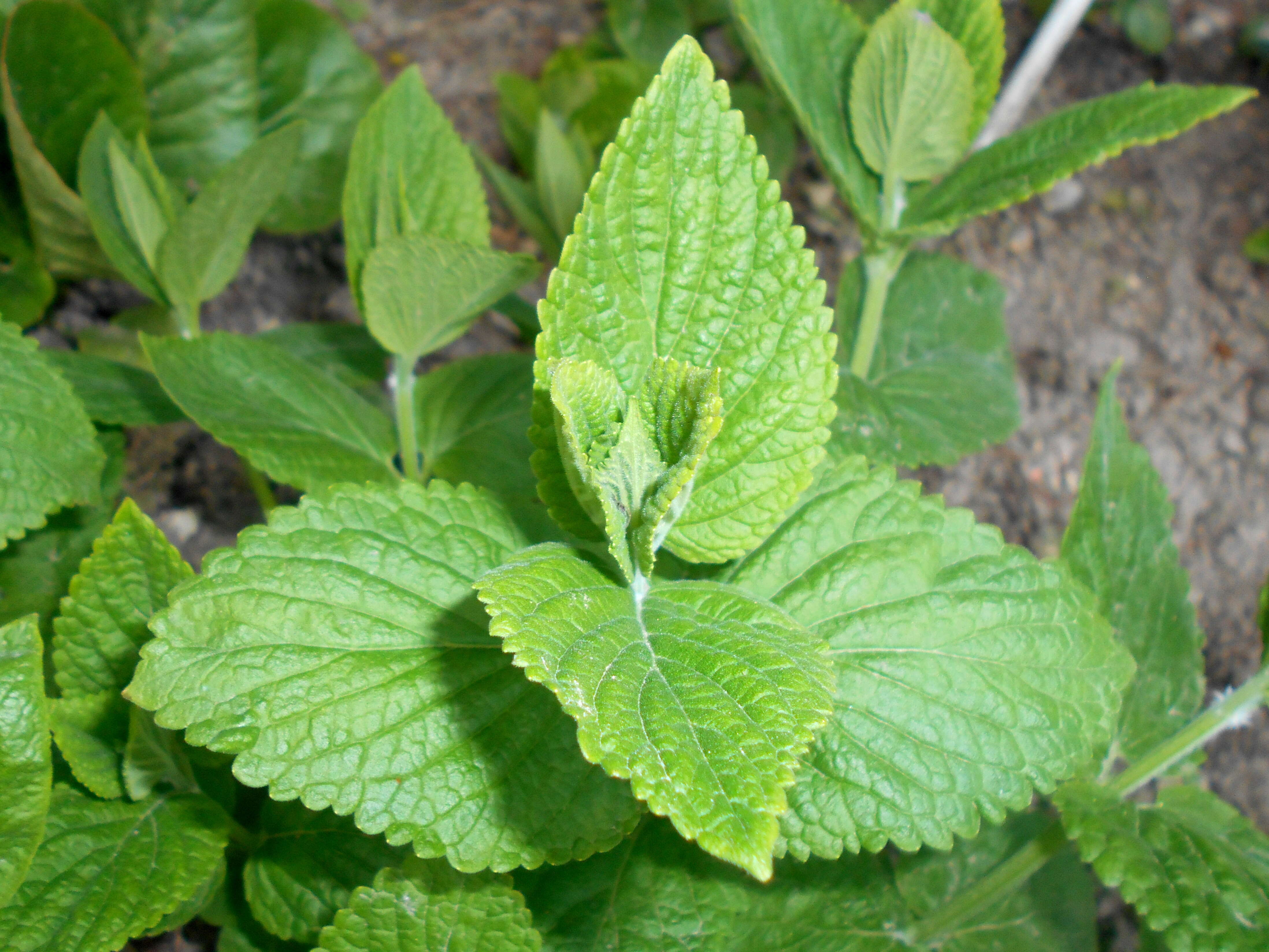 Nepeta subsessilis Maxim. resmi