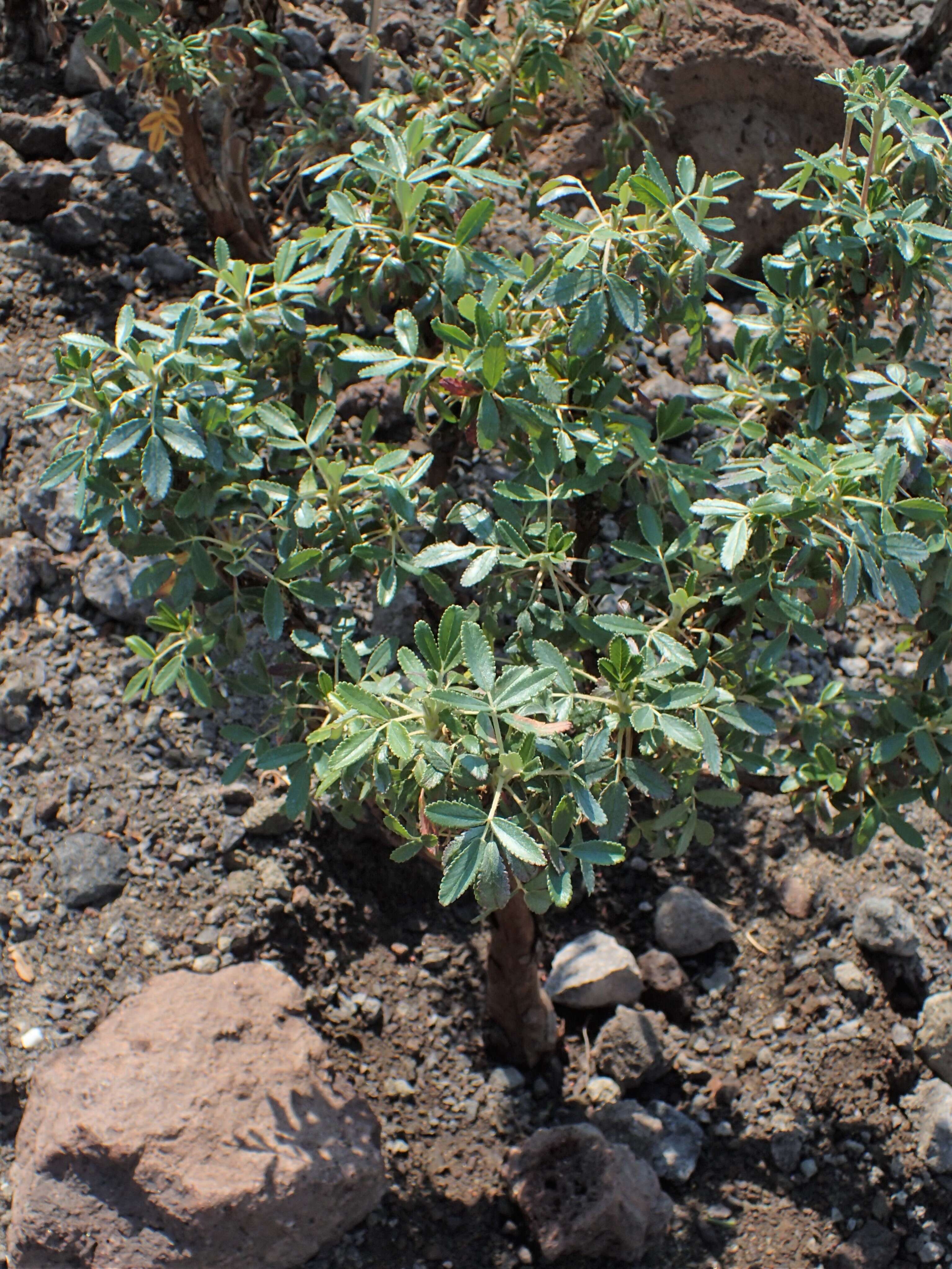 Image of Polylepis tomentella Wedd.