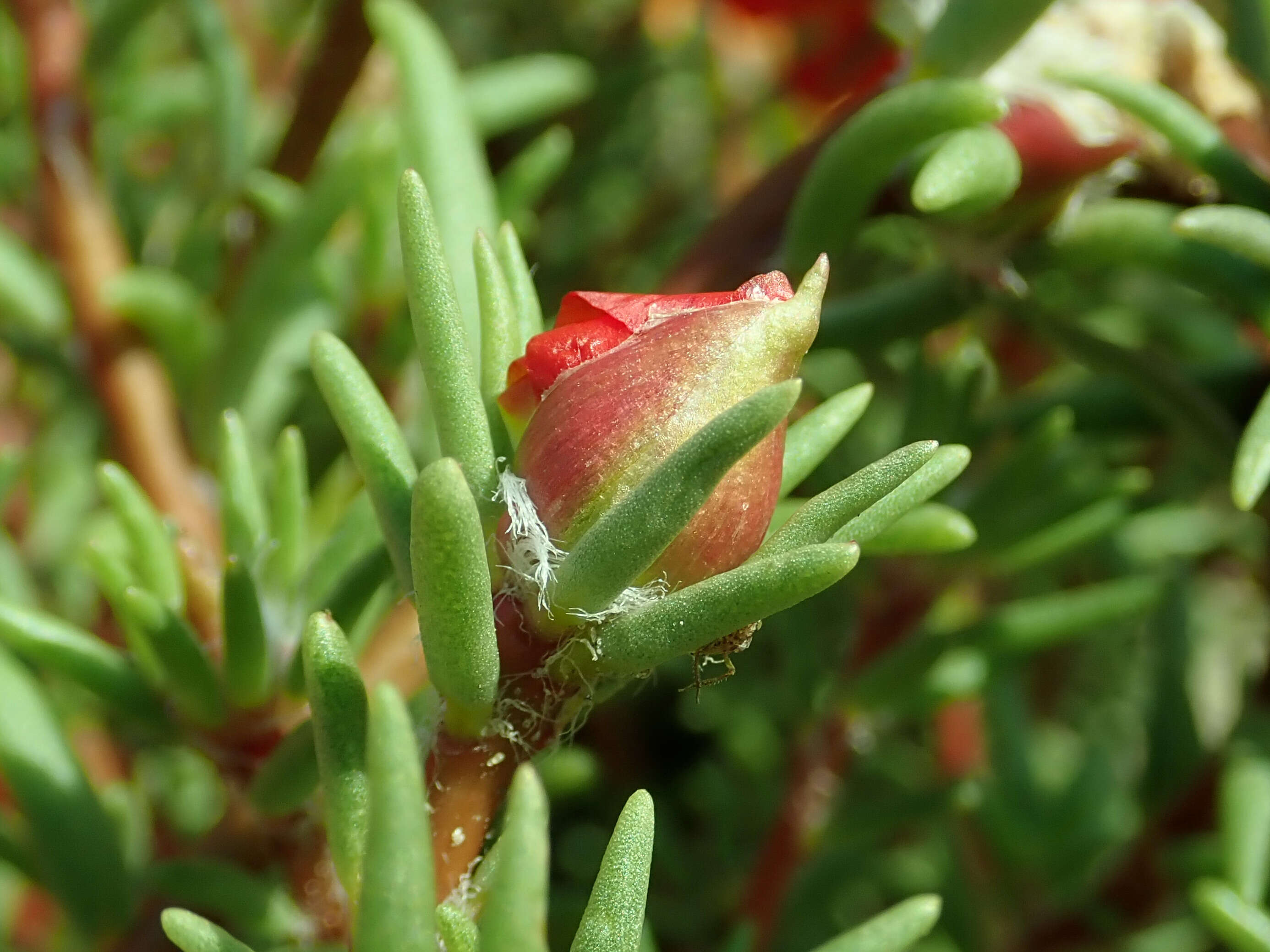 Image of Moss-rose Purslane