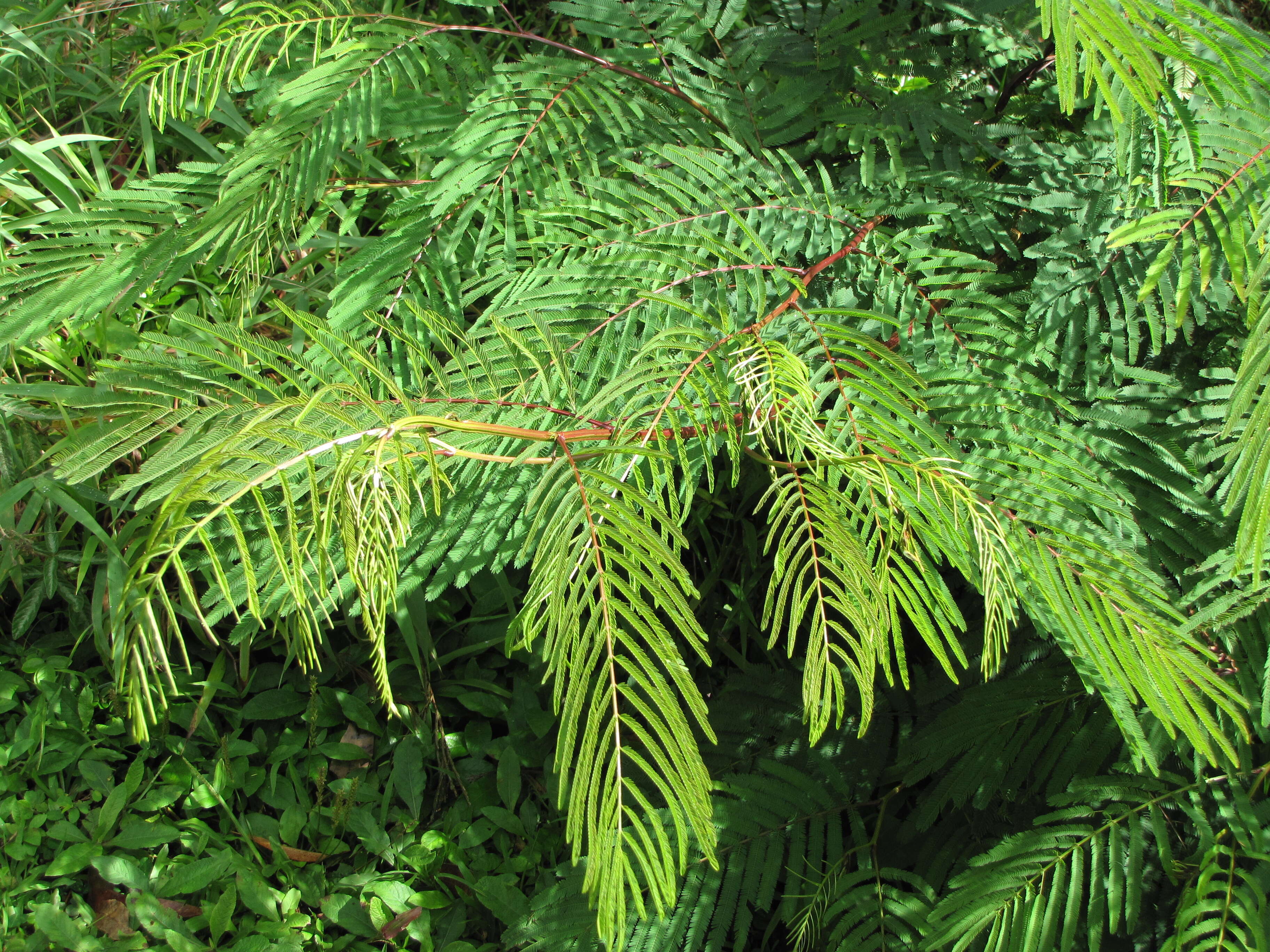 Image de Calliandra houstoniana (Mill.) Standl.