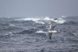 Image of Shy Albatross