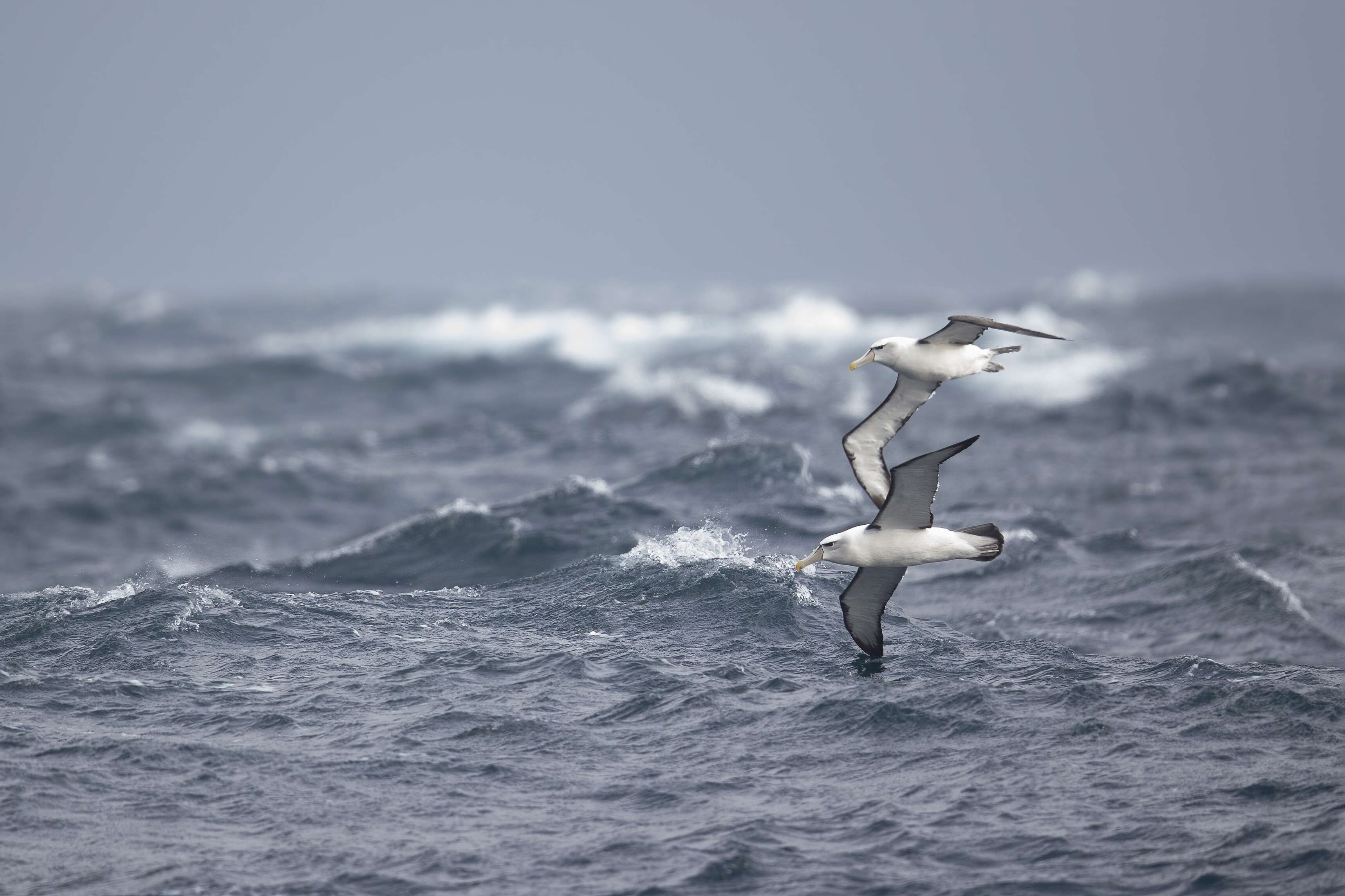 Image of Shy Albatross