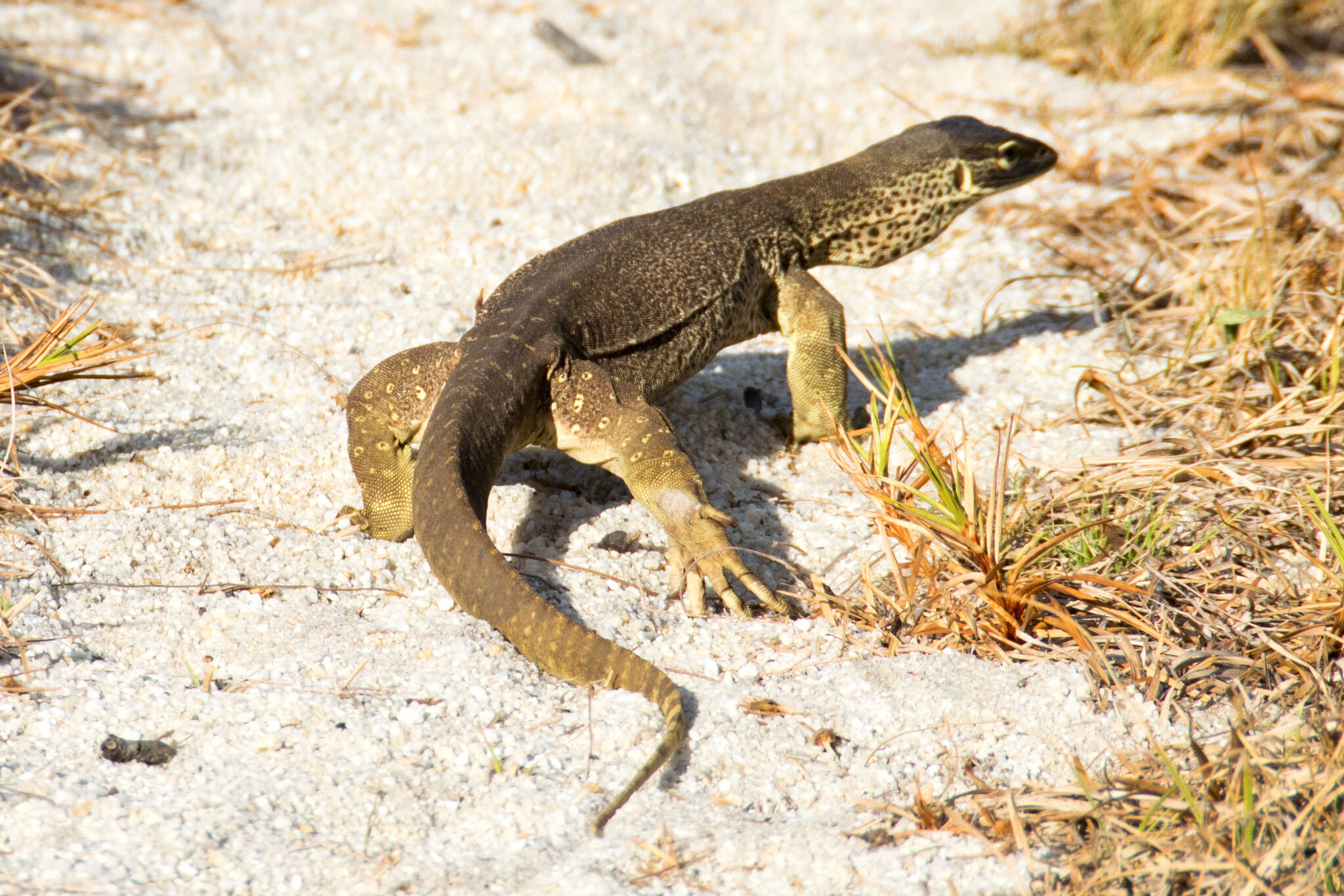 Image of Argus Monitor