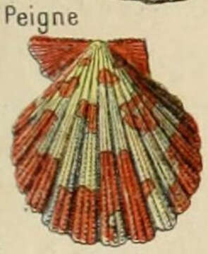 Image of Pectinoidea Rafinesque 1815