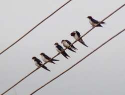 Image of Wire-tailed Swallow