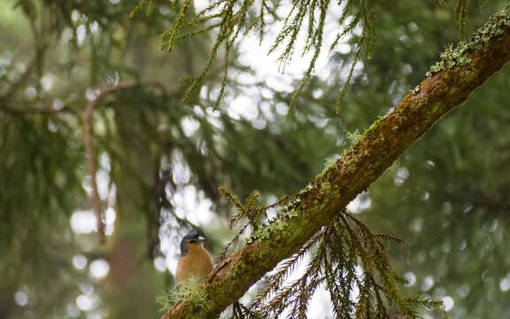 Image of Fringilla coelebs moreletti Pucheran 1859