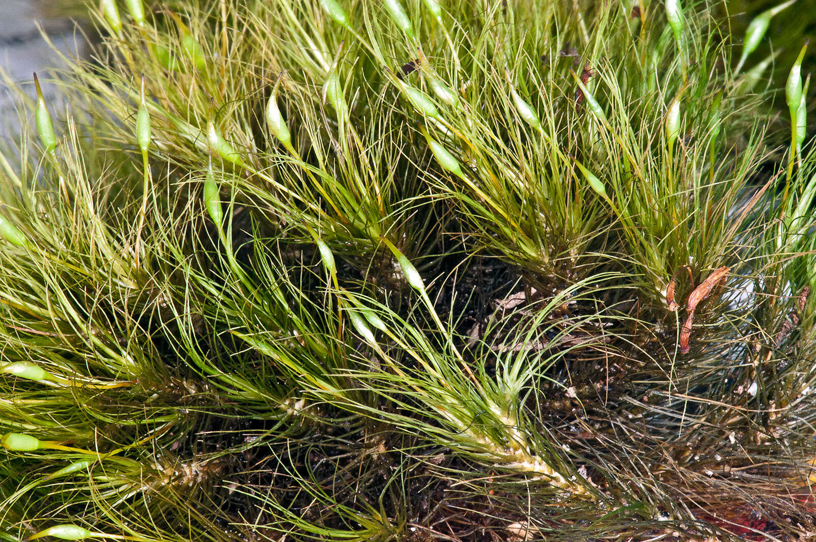 Dicranoloma menziesii Paris 1904的圖片