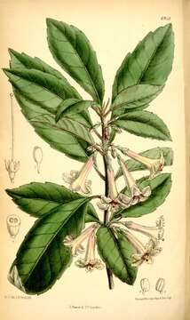 Image of Shrubby honeysuckle