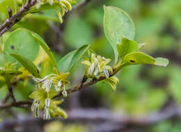 Image of Coprosma foetidissima J. R. Forst. & G. Forst.