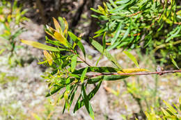 Image of Willow hakea