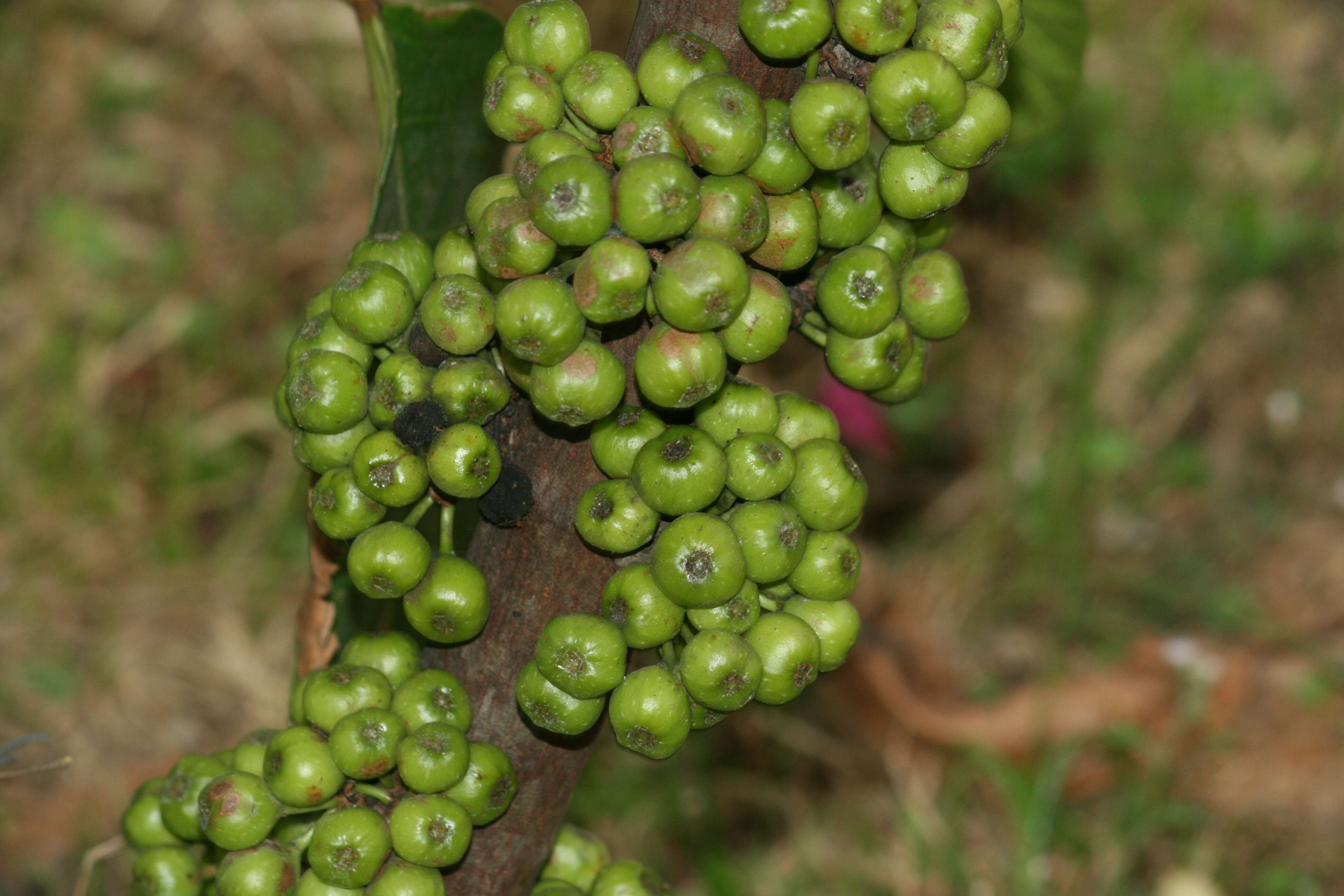 Sivun Ficus fistulosa Reinw. ex Bl. kuva