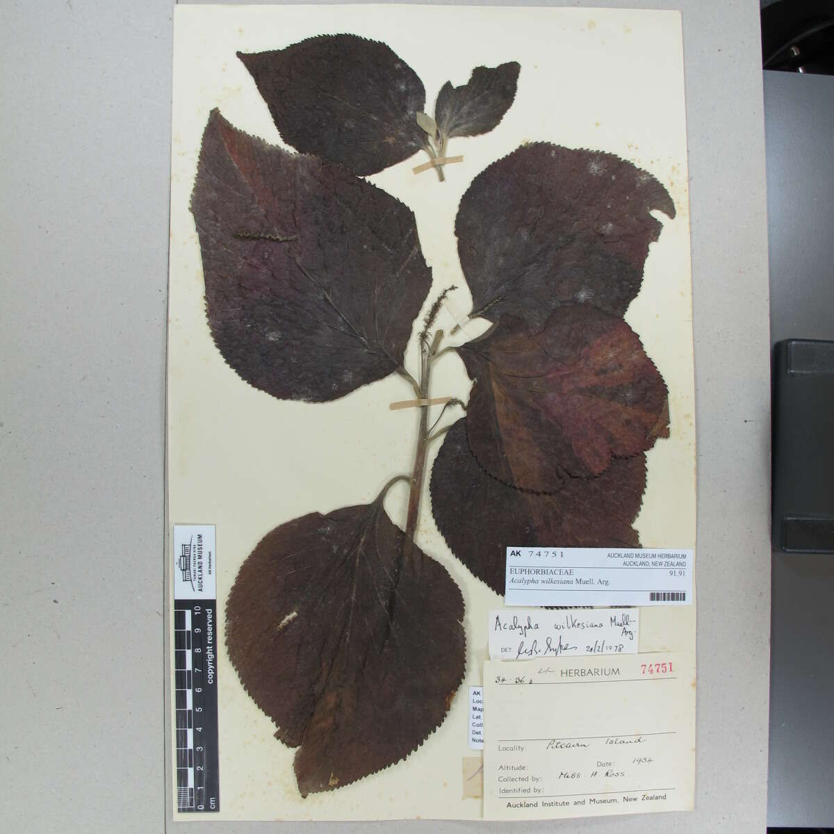 Image de Acalypha wilkesiana Müll. Arg.