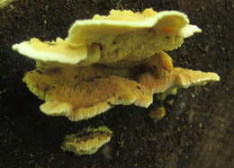 Image of Pycnoporellus fulgens (Fr.) Donk 1971