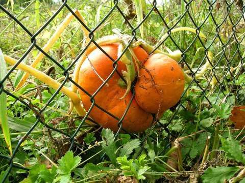 Image of Buttercup Squash