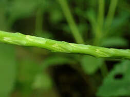 Image of Stachytarpheta indica (L.) Vahl