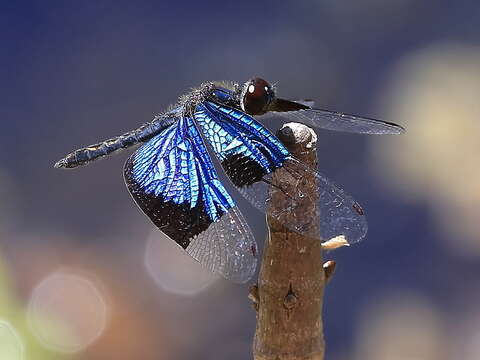 Image of Rhyothemis resplendens Selys 1878