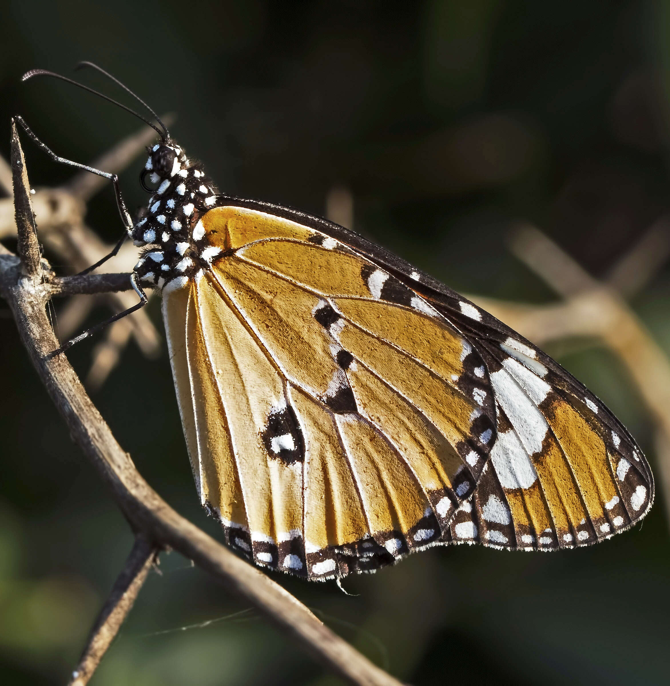 Image of Plain tiger