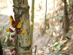 Image of Clock vine