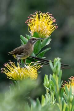 Image of Sugarbird