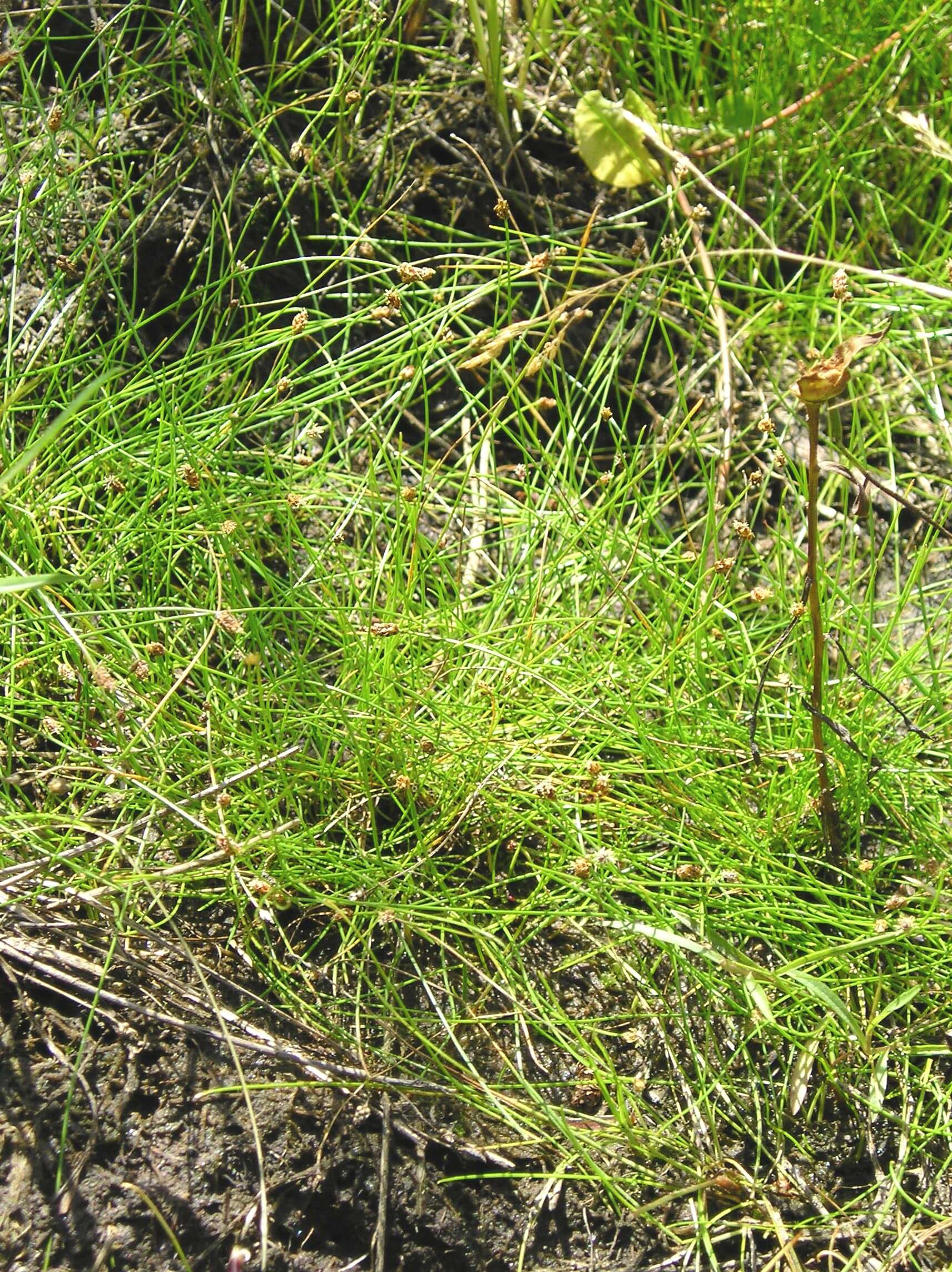 صورة Eleocharis nitida Fernald