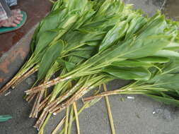 Imagem de Cordyline fruticosa (L.) A. Chev.