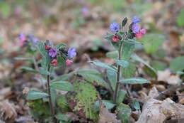 Image of Lungwort