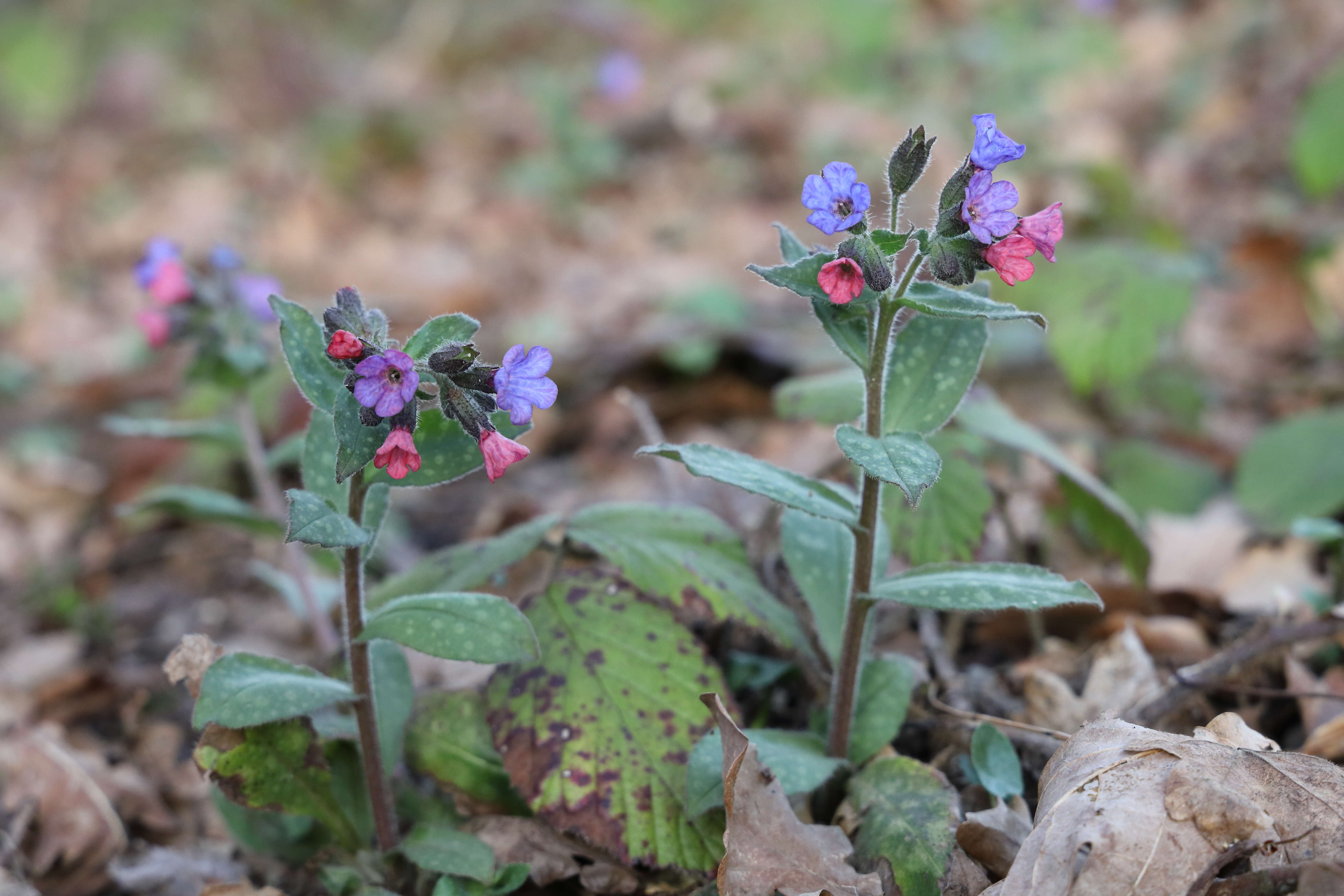 Image of Lungwort