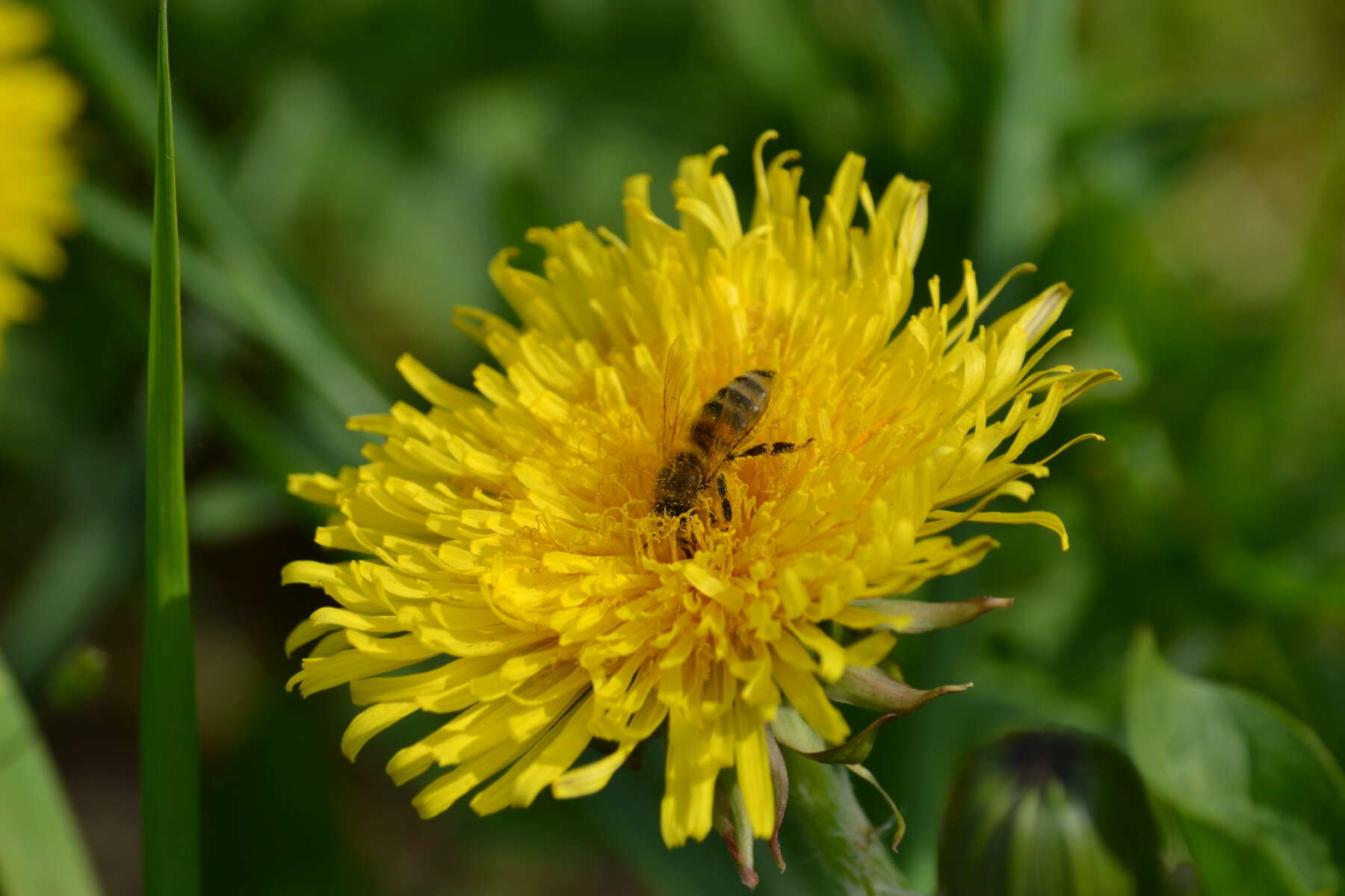 Image of Common Dandelion