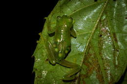 Image of Humboldt's Glass Frog