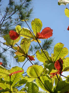 Image of tropical-almond