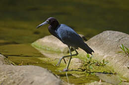 Image of Little Blue Heron