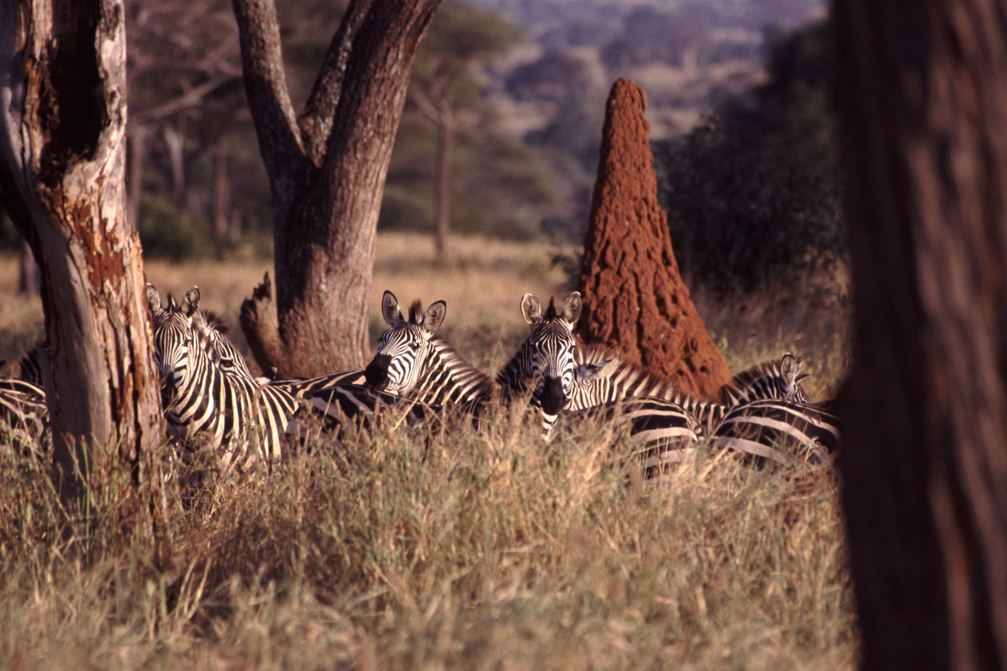 Image of zebra