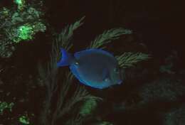 藍刺尾魚的图像